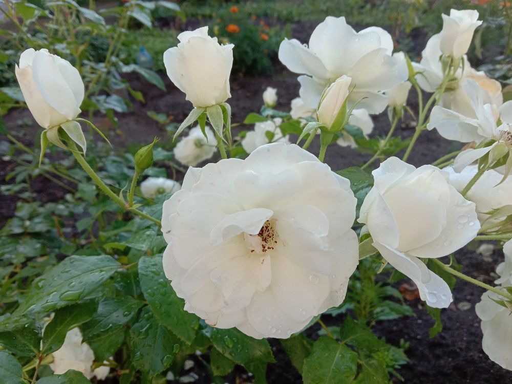 Photograph by Вячеслав Чирин