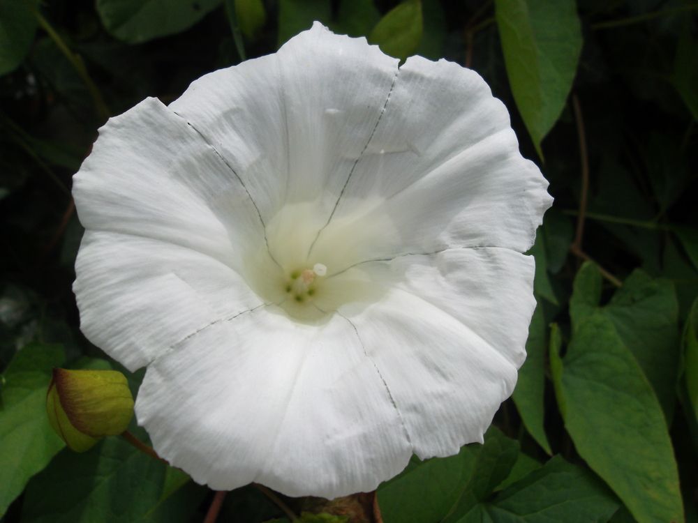 Photograph by Olga Vatkova