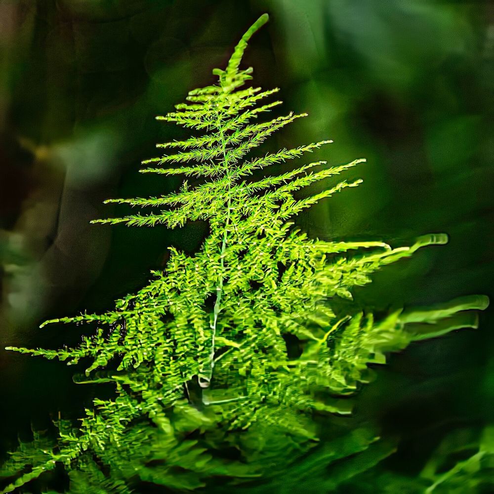 Фотография автора Ray Asiala