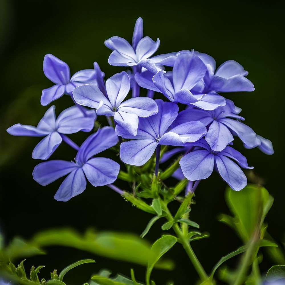 Фотография автора Ray Asiala