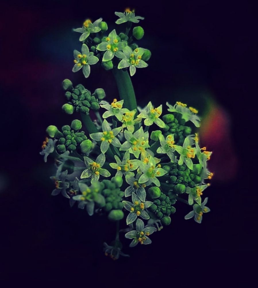 Photograph by S.Pavithra