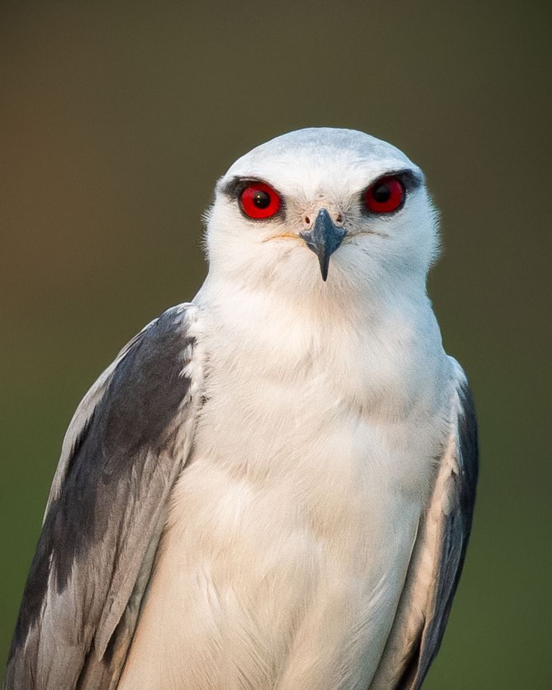 Photograph by Susanjit Saha