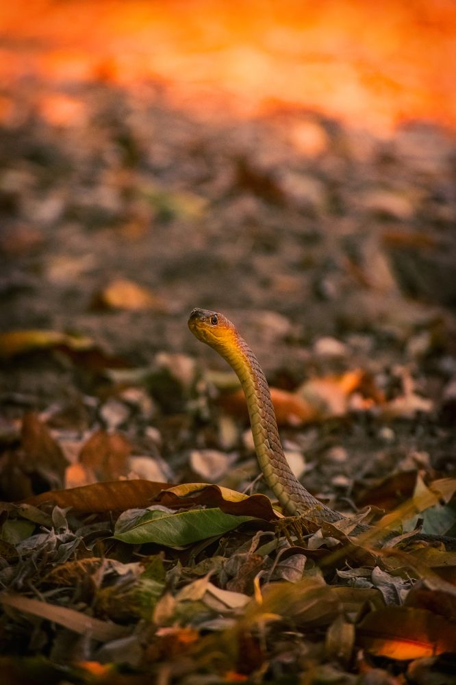 Photograph by Marthin Mupika