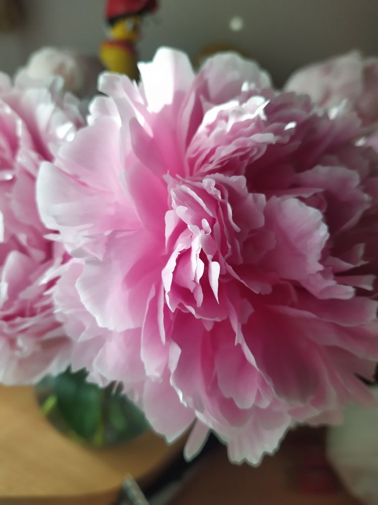 Фотография автора Inna Osminina