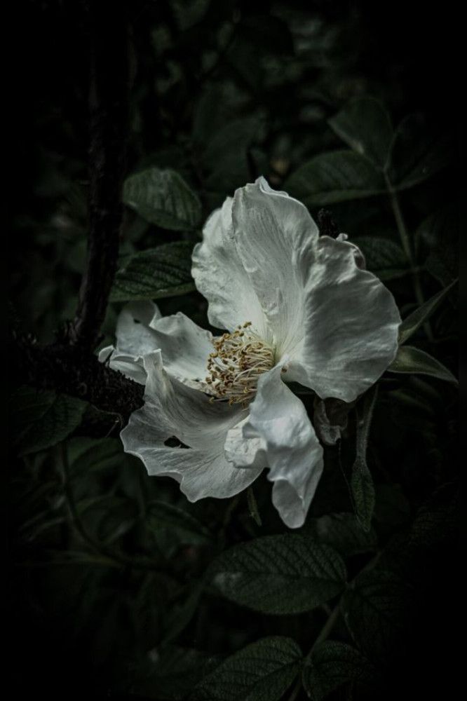 Photograph by Дарья Макаревич