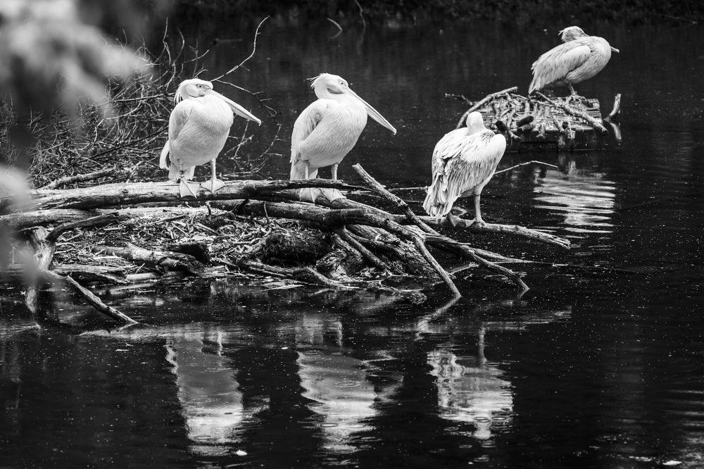Photograph by Евгения Шулакова
