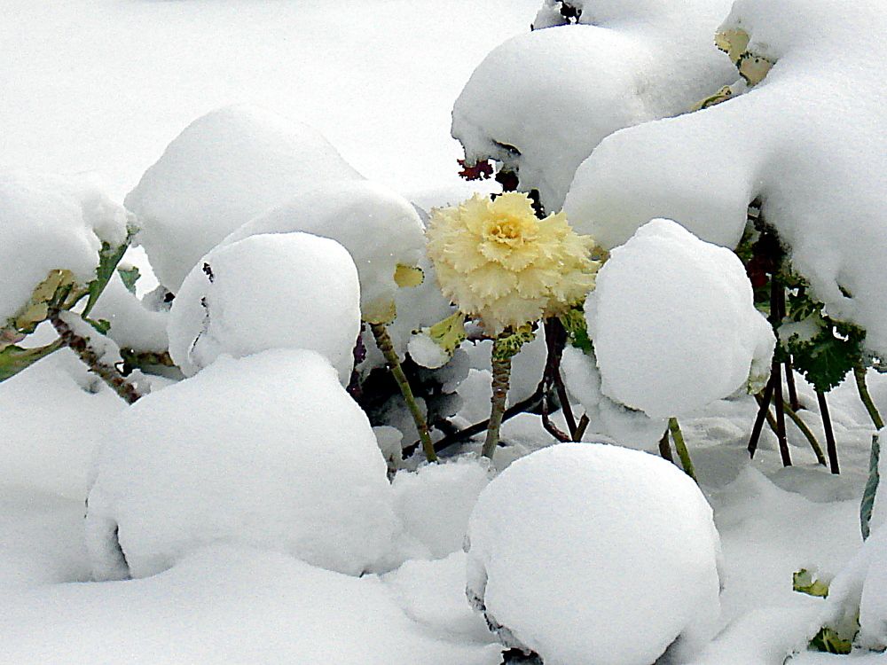 На встречу дня