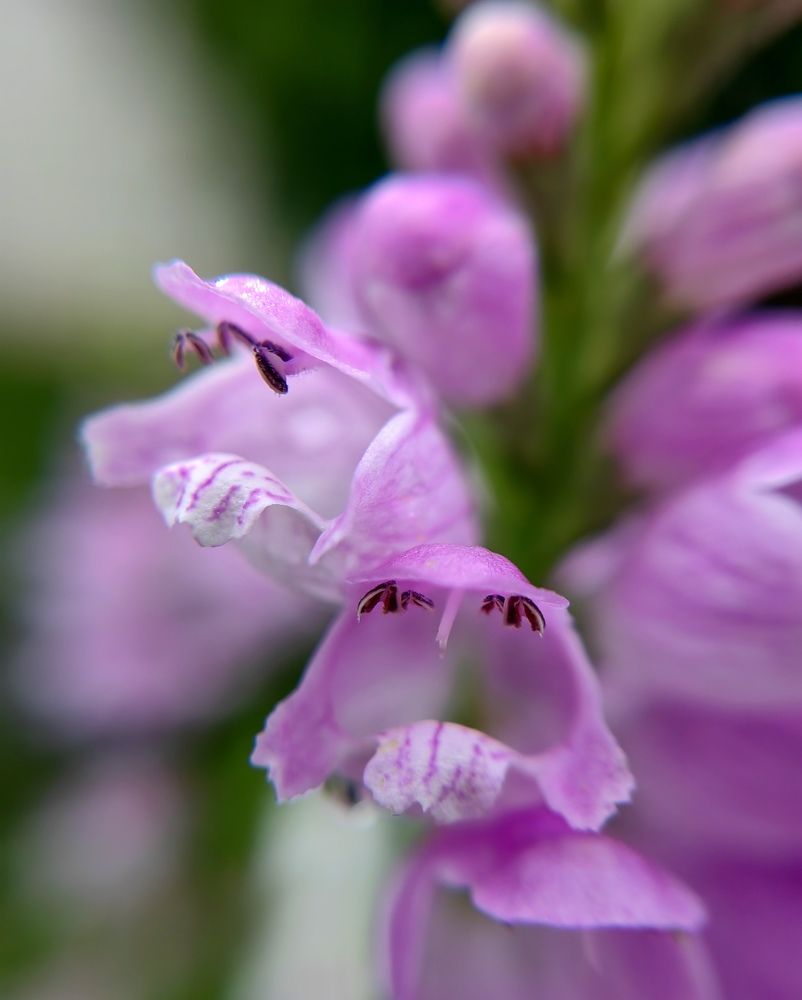 Photograph by Полина Мальцева