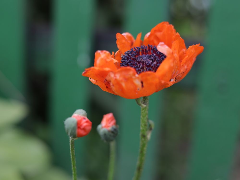 Фотография автора Ирина Мосько