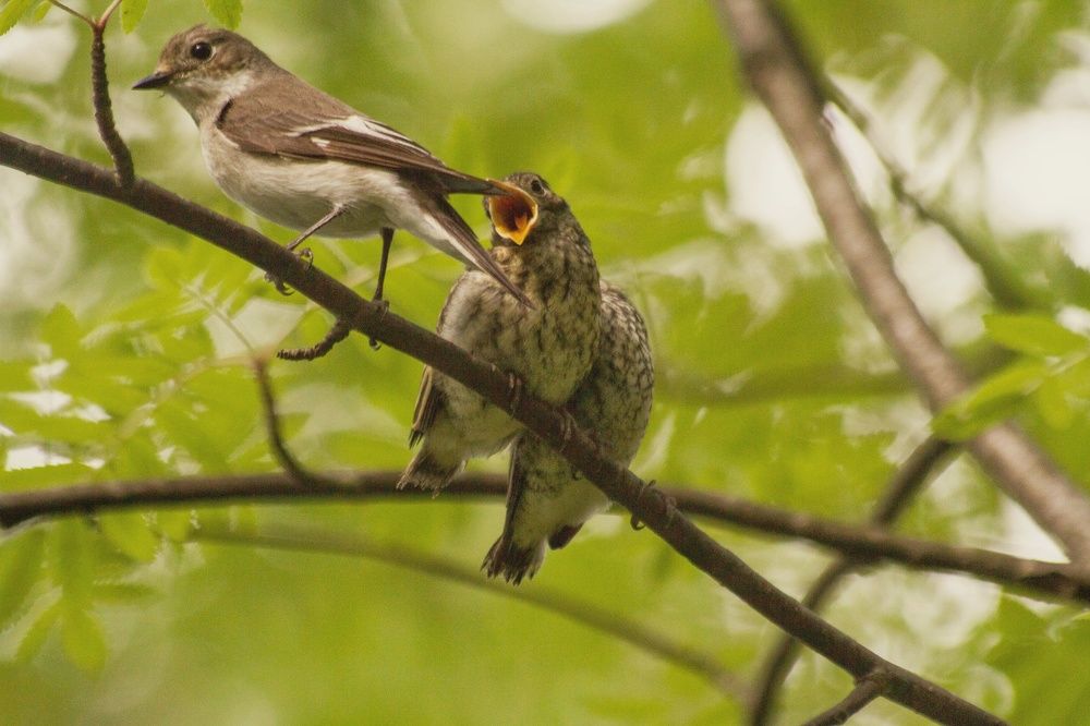 Photograph by Ольга Левакова