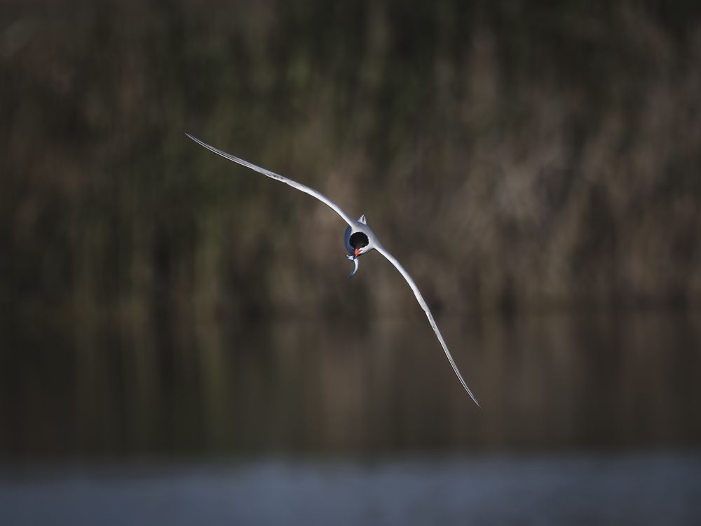 Photograph by Sergio