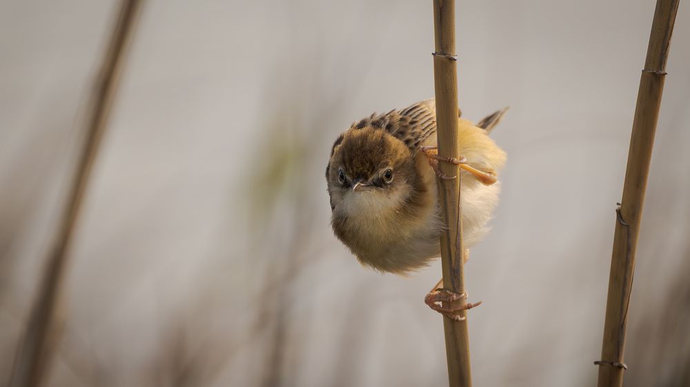 Photograph by Sergio