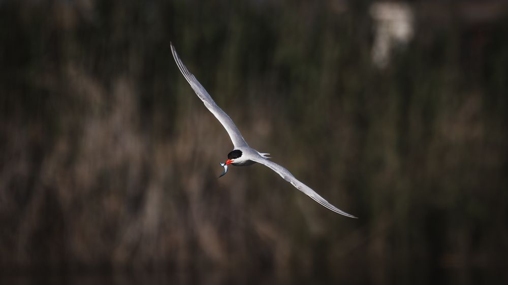 Photograph by Sergio