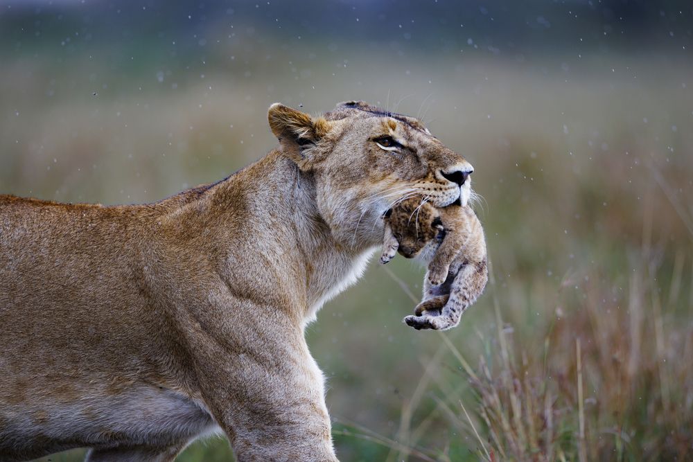 Photograph by Khalefa Almansoori