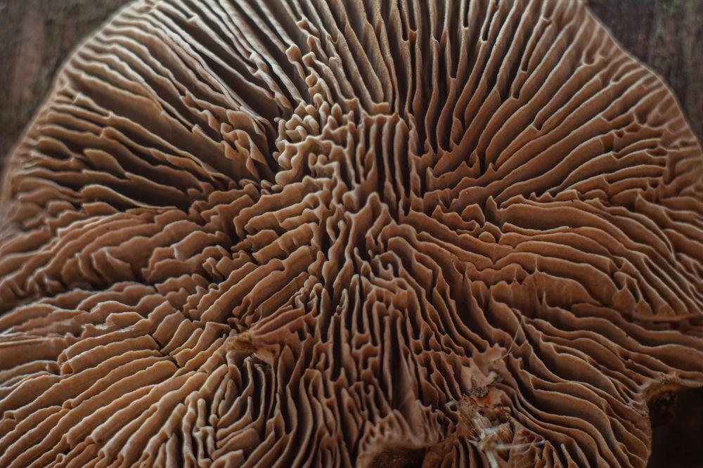 Photograph by Владислав Капанов