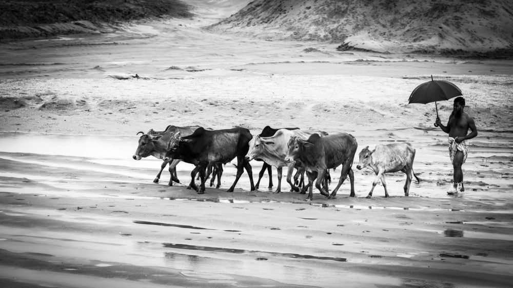 Photograph by Md Matiur Rahman