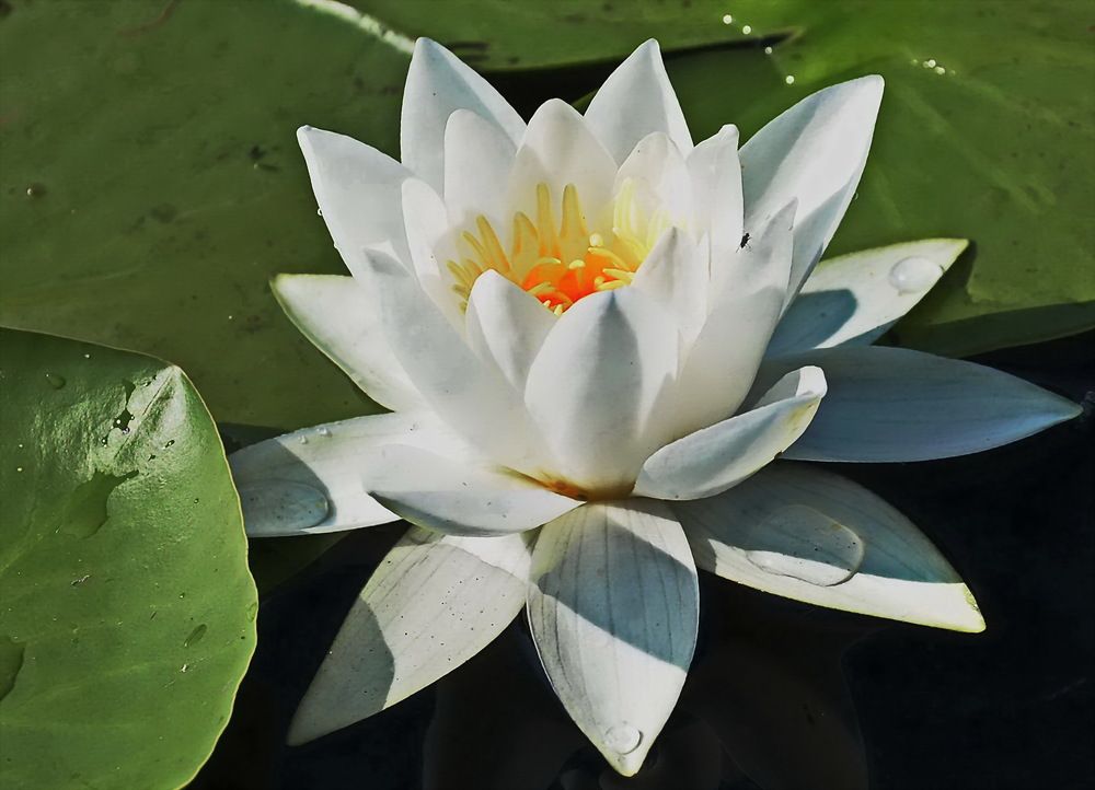 Фотография автора ВЛАДИМИР Тертышник