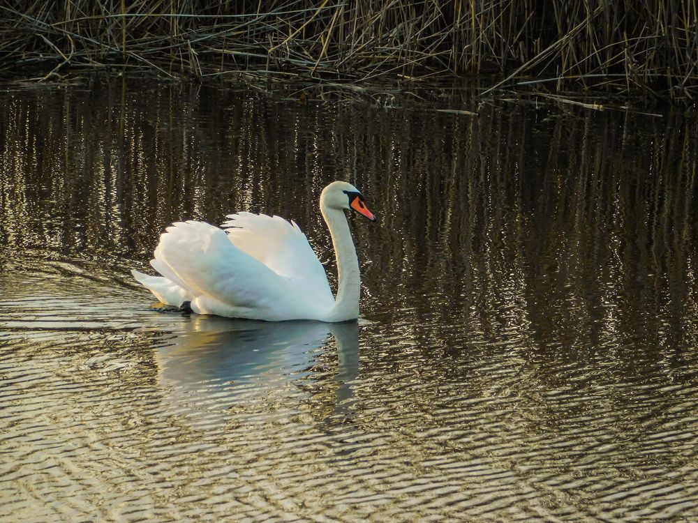 Photograph by Юлия Закопайло