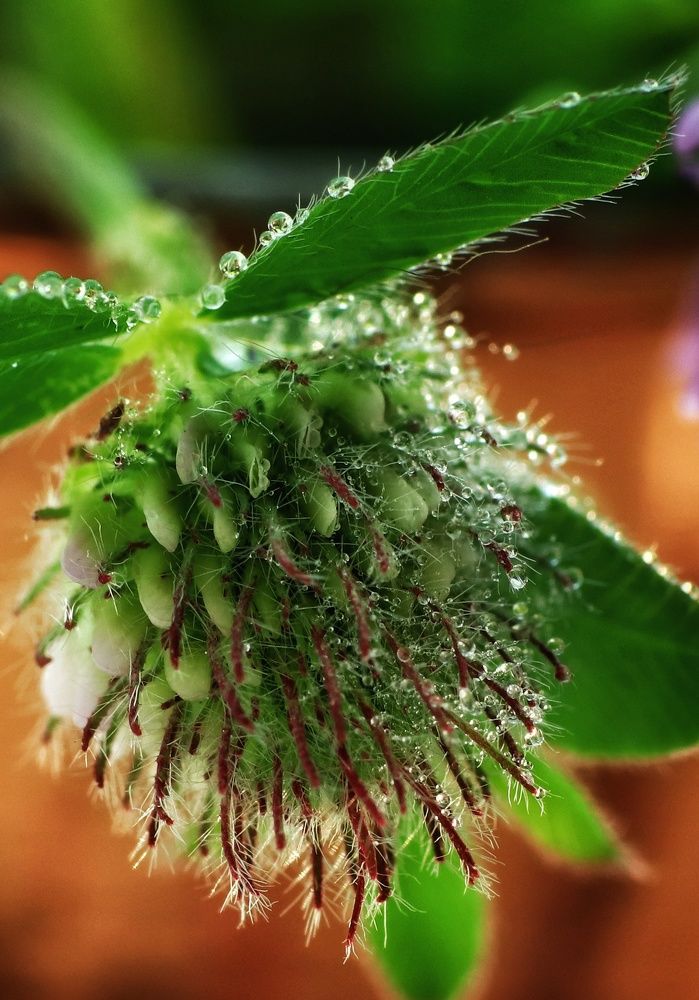 Photograph by Olga Asson