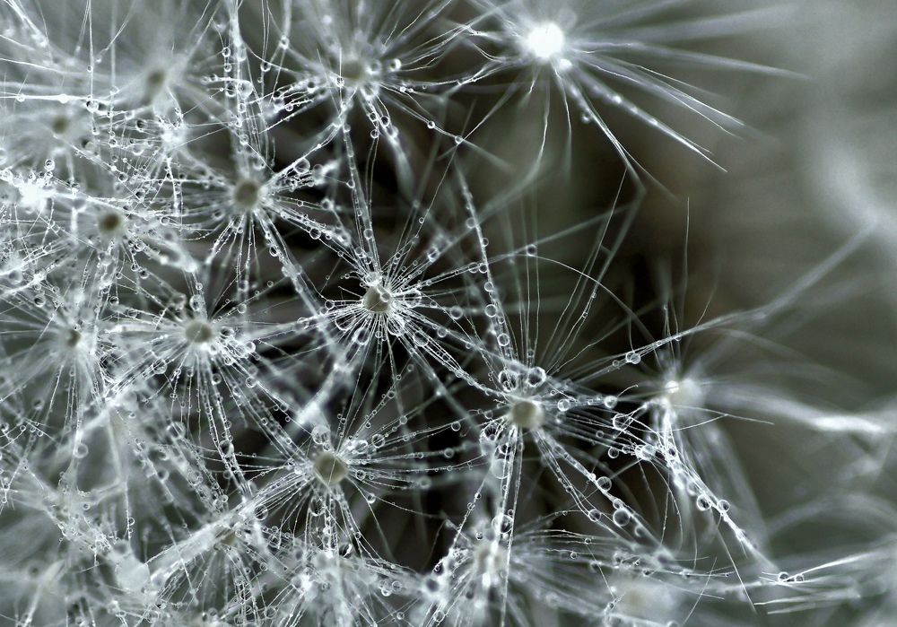 Ромашки в одуване