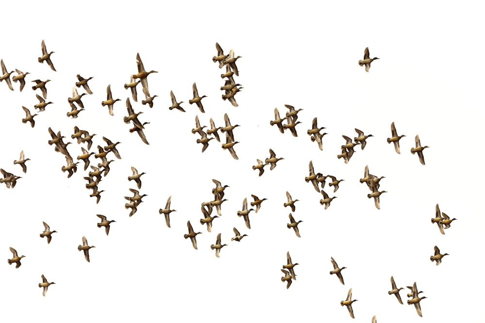 Утки на небе.