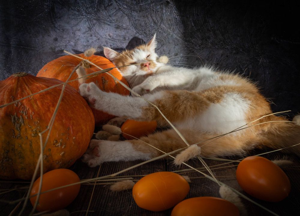 Фотография автора Оксана Белозерская