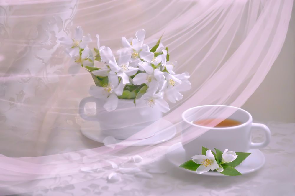 Чай с лепестками жасмина