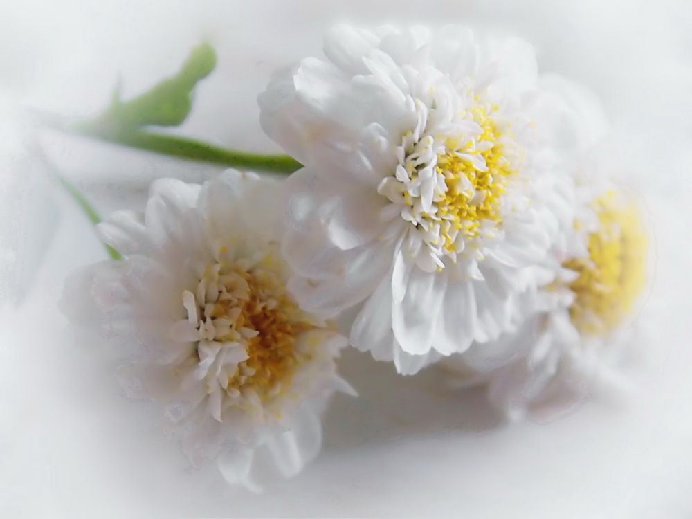 Нежность в белых лепестках ...