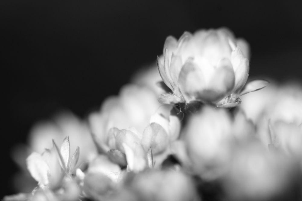 Photograph by Mendes Abade Adrielly