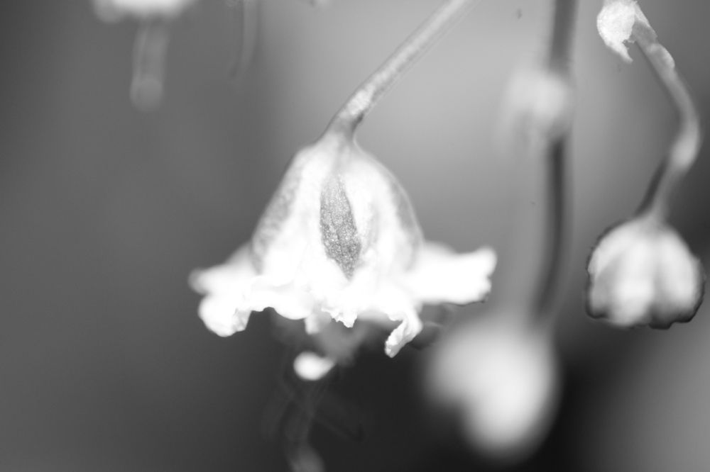 Photograph by Mendes Abade Adrielly