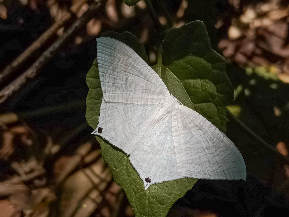 Photograph by Souvik Bhattacharyya