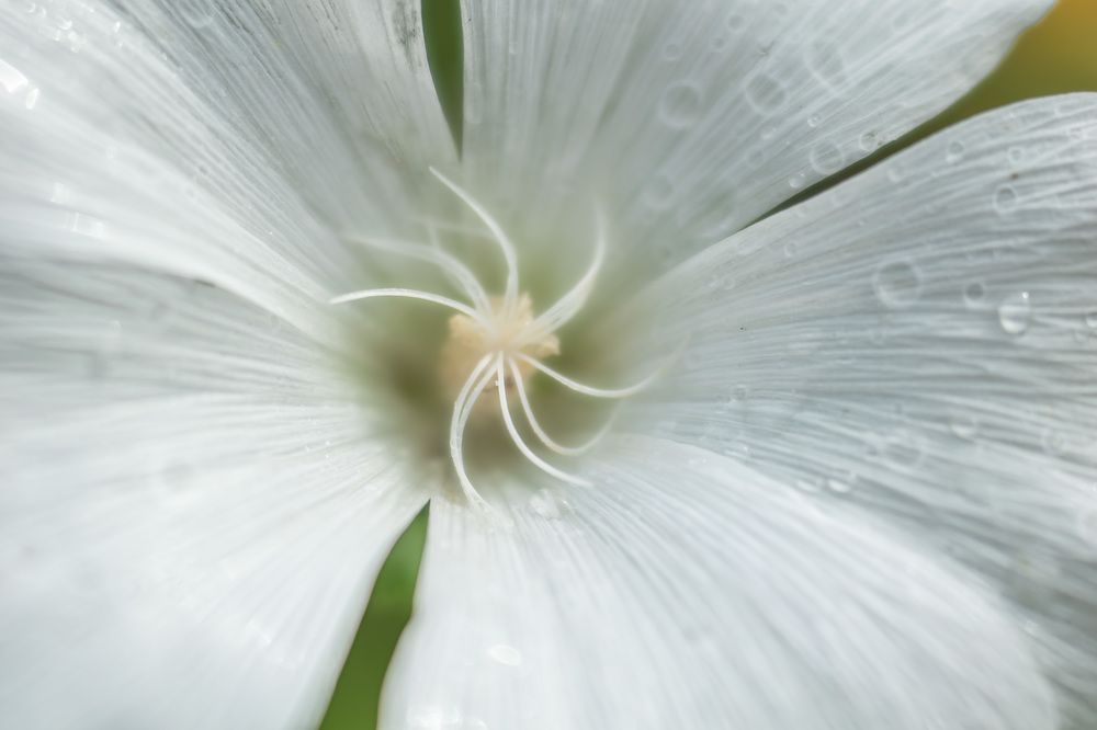 Photograph by Irina Luidinshina