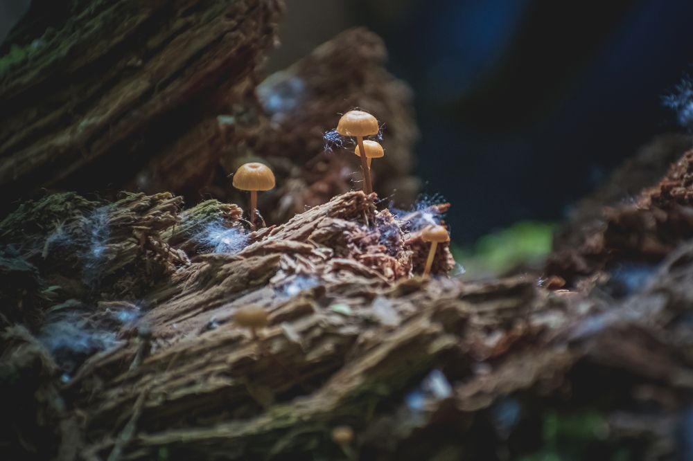 Photograph by Irina Luidinshina