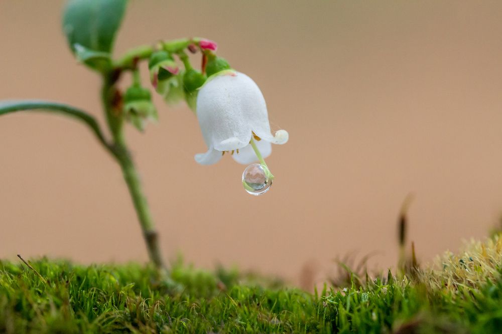 Цветёт брусника