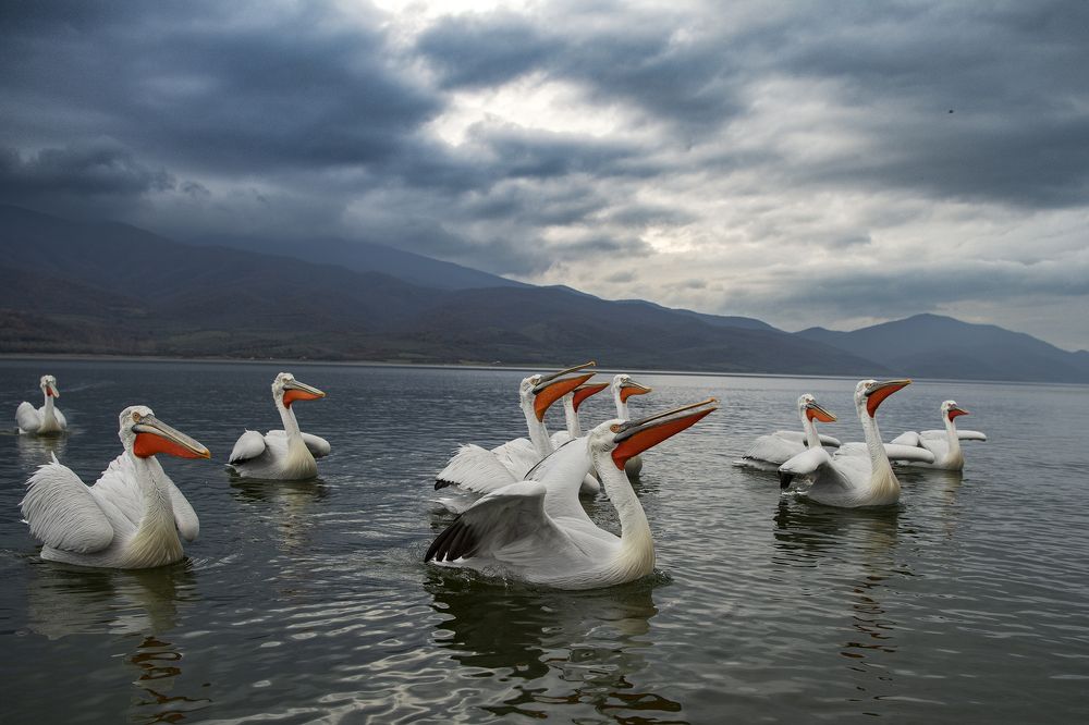 Photograph by Ernestas Balcikonis