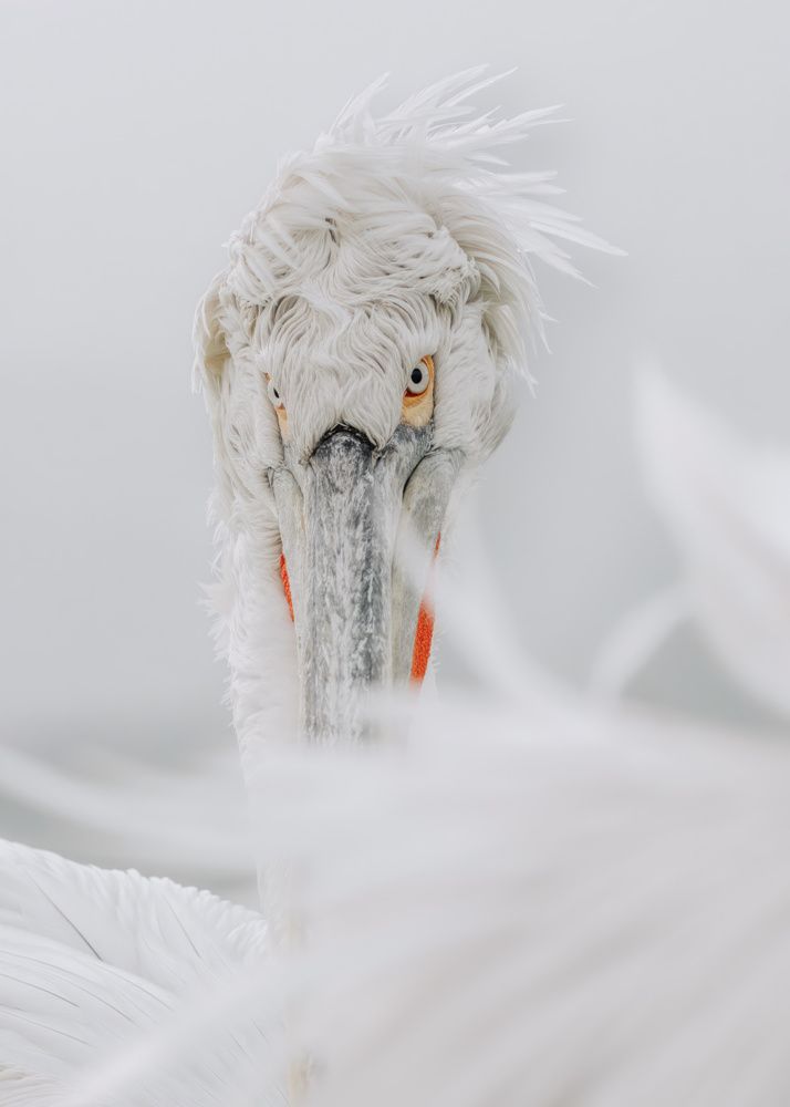 Photograph by Ernestas Balcikonis