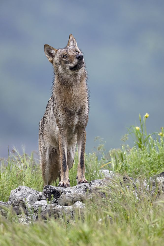 Photograph by Ernestas Balcikonis