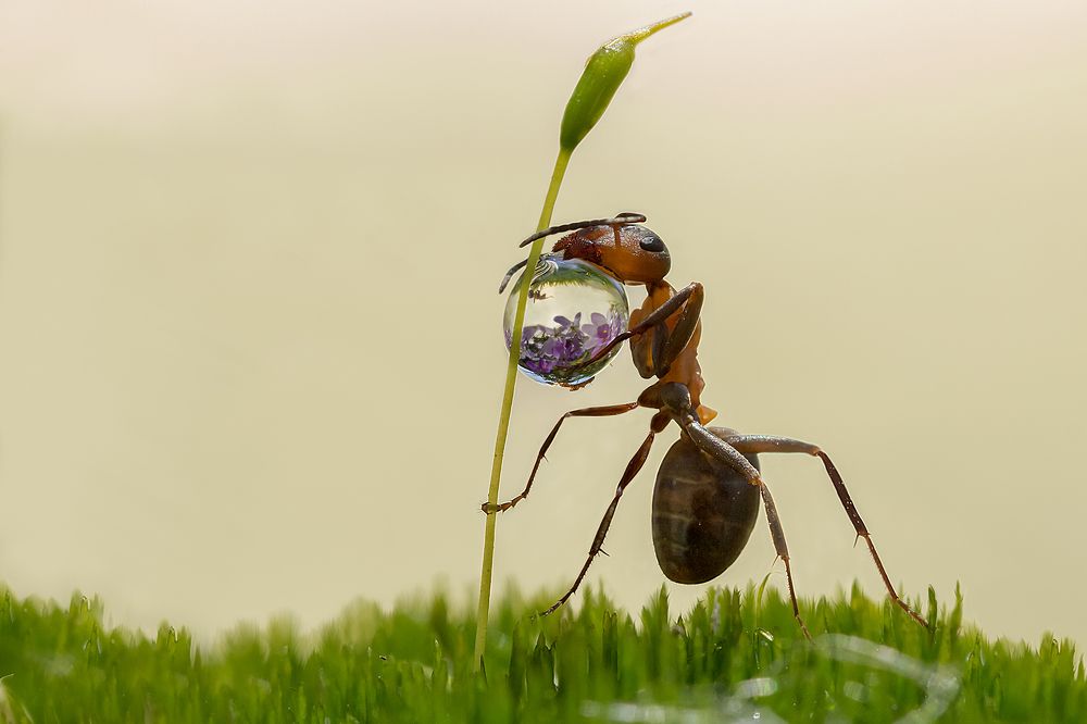 Тяжелая капля