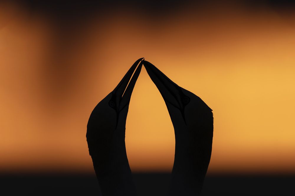 Photograph by Ernestas Balcikonis