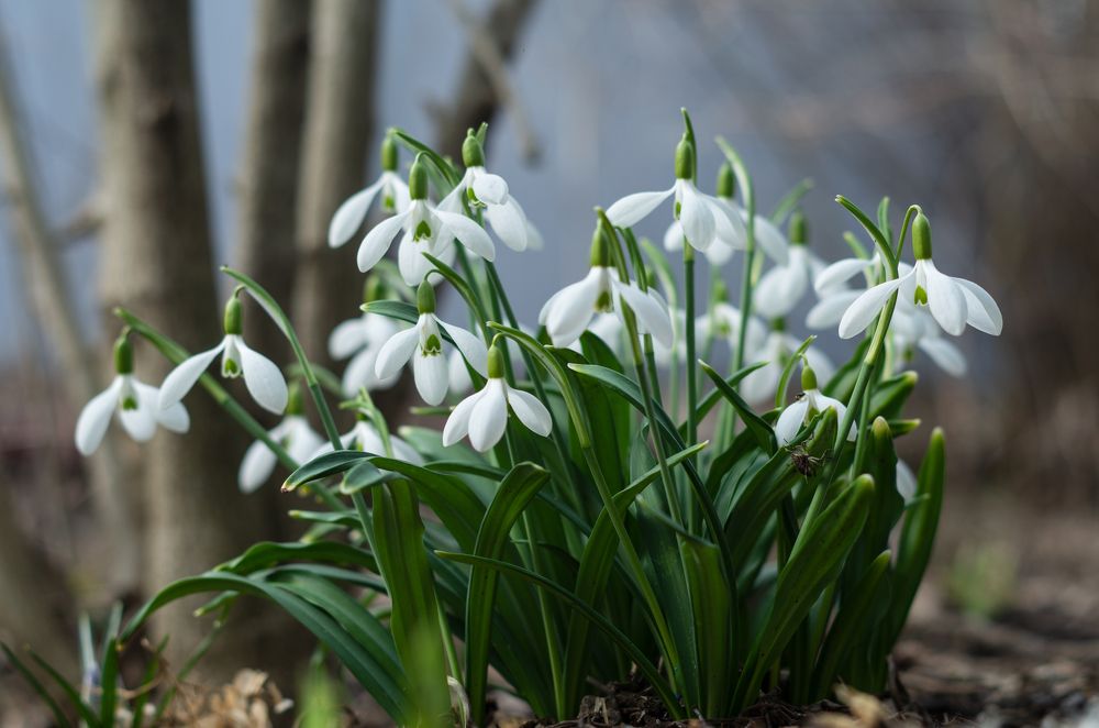 Подснежники