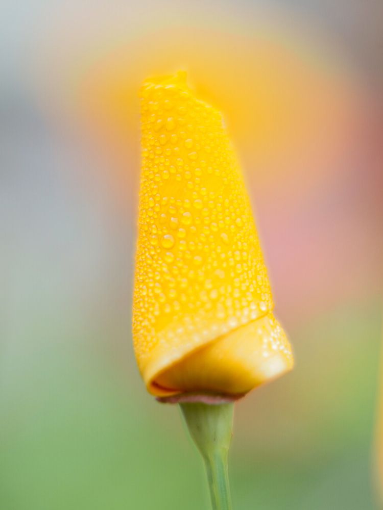 Фотография автора Дмитрий Хань