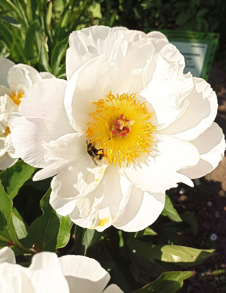 Photograph by Татьяна Смирнова