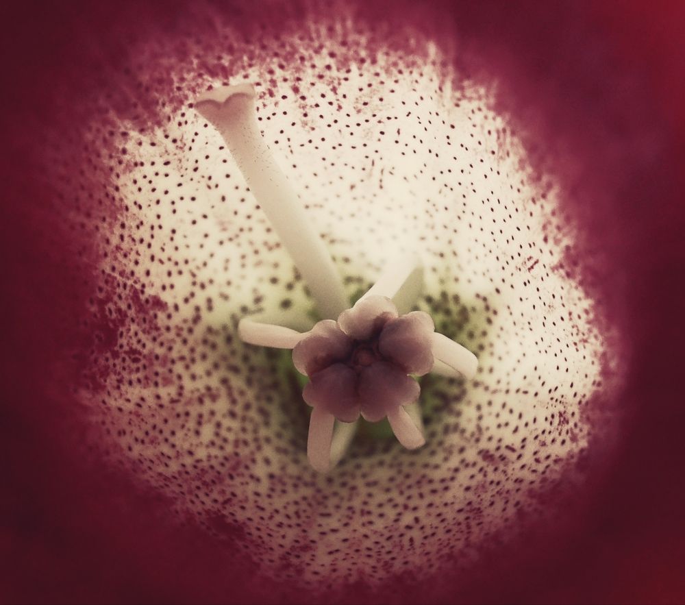 Photograph by Olga Александрова