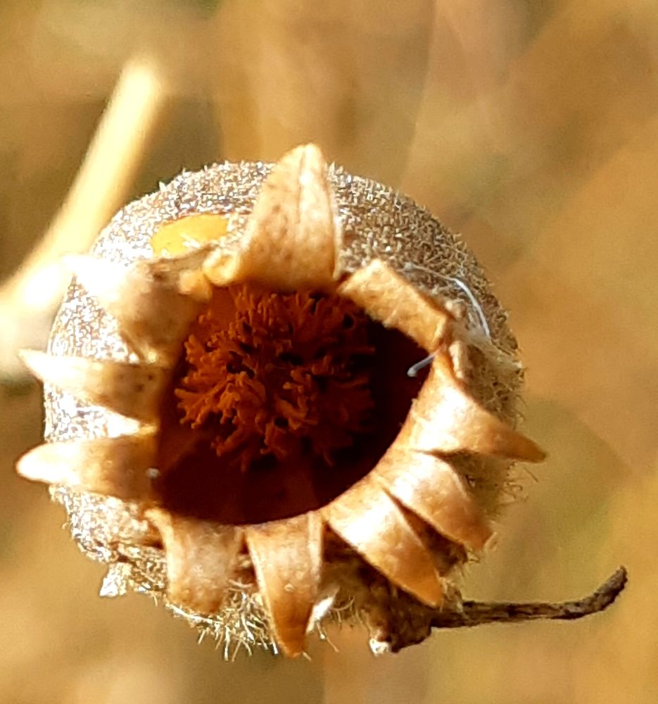 Photograph by Olga Александрова