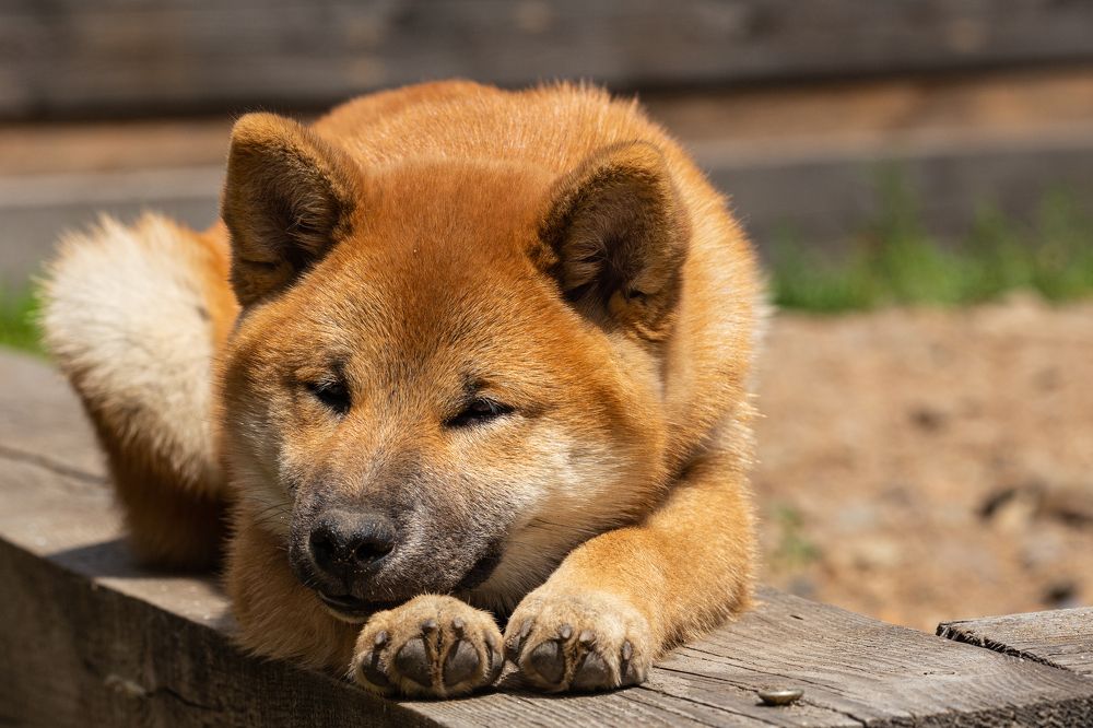 Солнечный малыш