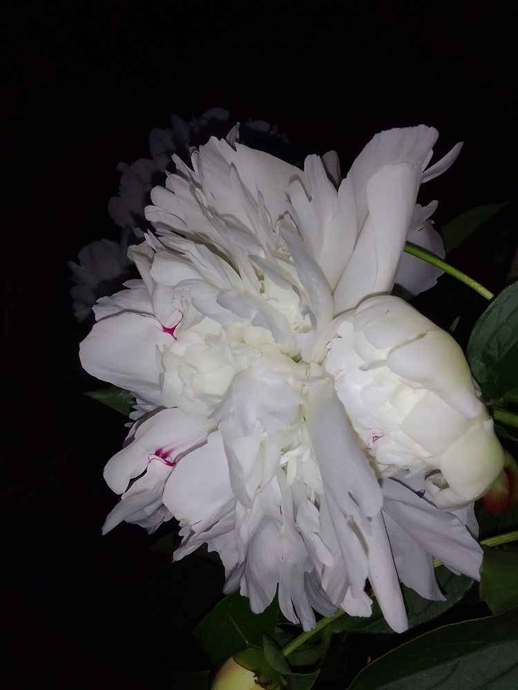 Photograph by Ирина