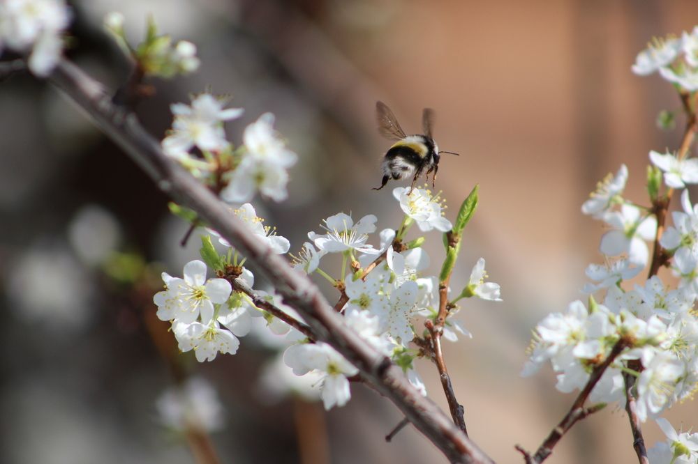 Полет шмеля.