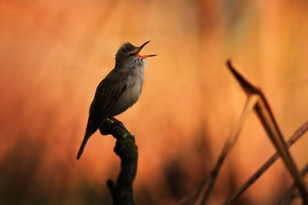 evening in the reeds