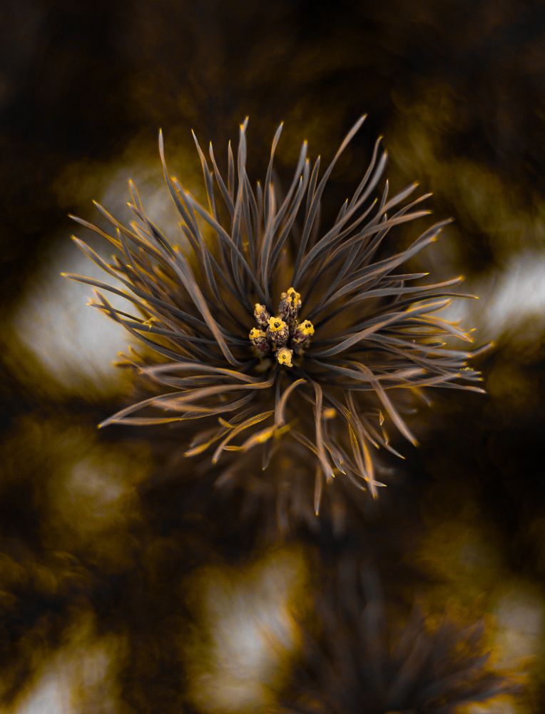 Photograph by Сергей Лапин