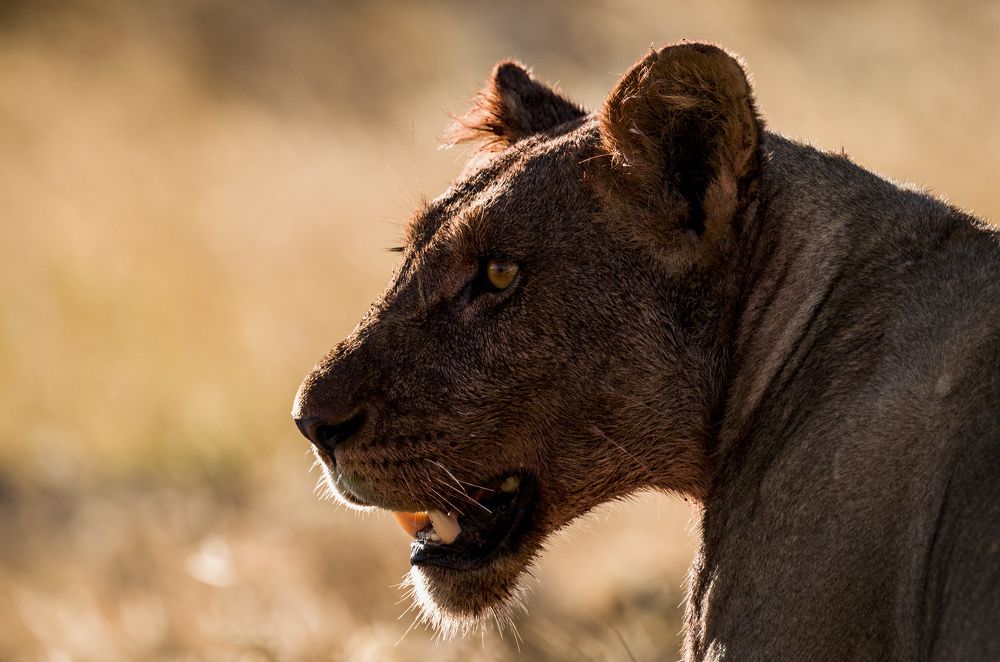 Photograph by Murad Rajabali Habib